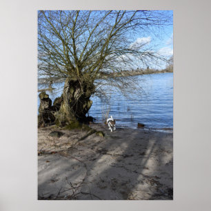 Affiche Capo von Oppenheim, Jack Russell Terrier Chien