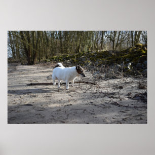 Affiche Capo von Oppenheim, Jack Russell Terrier Chien