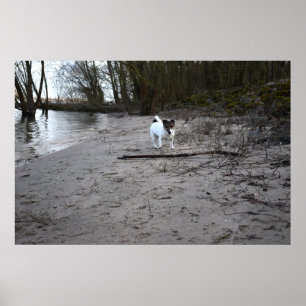 Affiche Capo von Oppenheim, Jack Russell Terrier Chien