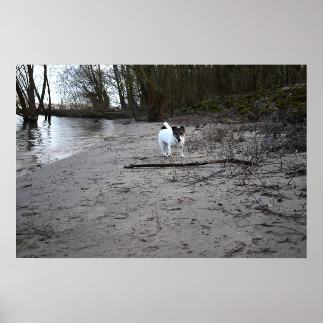Affiche Capo von Oppenheim, Jack Russell Terrier Chien (Devant)