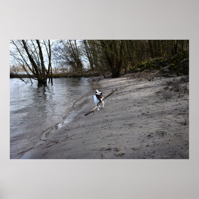 Affiche Capo von Oppenheim, Jack Russell Terrier Chien (Devant)