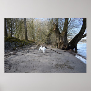 Affiche Capo von Oppenheim, Jack Russell Terrier Chien