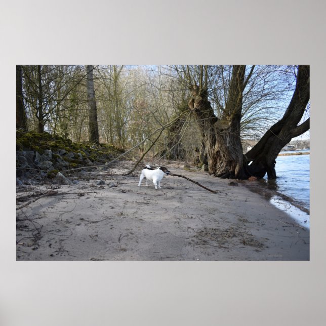 Affiche Capo von Oppenheim, Jack Russell Terrier Chien (Devant)