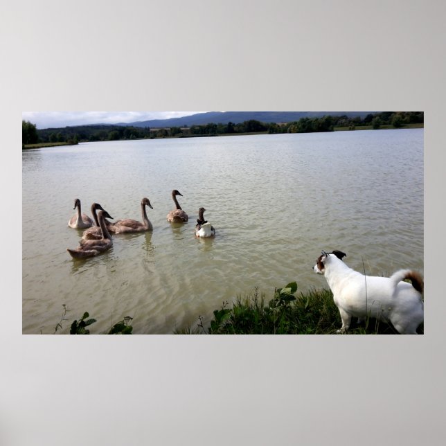 Affiche Capo von Oppenheim, Jack Russell Terrier Chien (Devant)