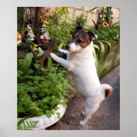 Capo von Oppenheim, Jack Russell Terrier Dog Poste