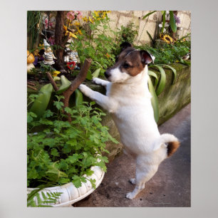 Affiche Capo von Oppenheim, Jack Russell Terrier Dog Poste