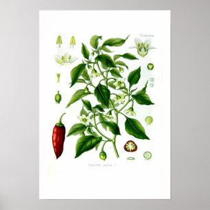 Affiche Capsicum annuum