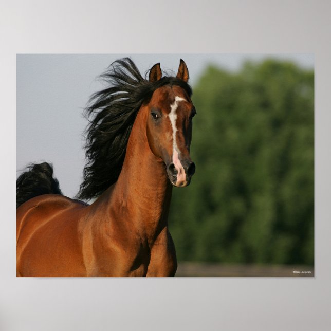 Affiche Capsule de la baie Morgan Horse Flower Mane (Devant)