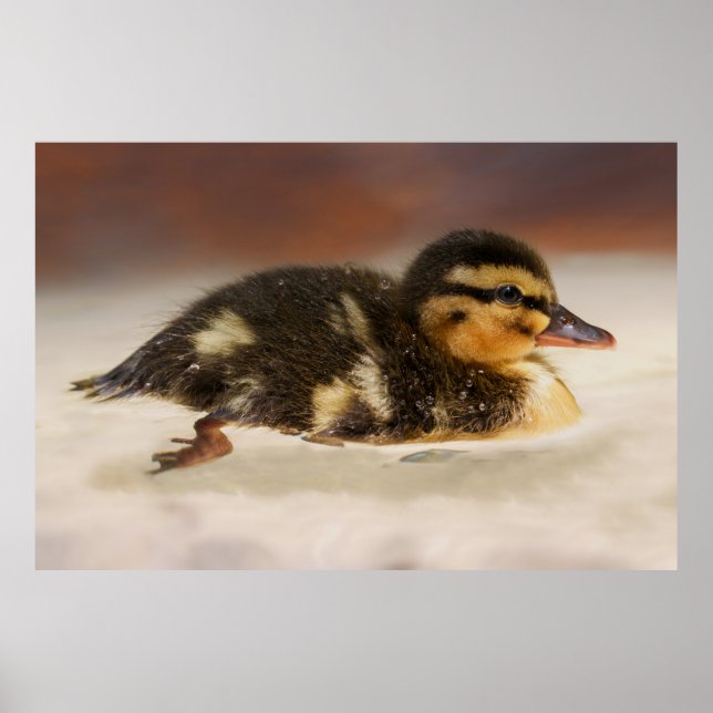 Affiche Captivant le gros plan d'un canard mouillé (Devant)