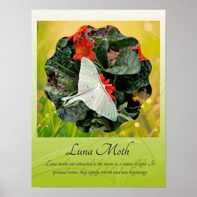 Affiche Captivant Luna Moth (Devant)