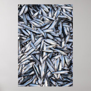 Affiche Capture de poisson