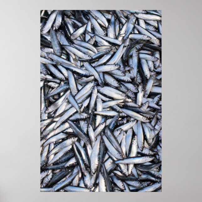 Affiche Capture de poisson (Devant)