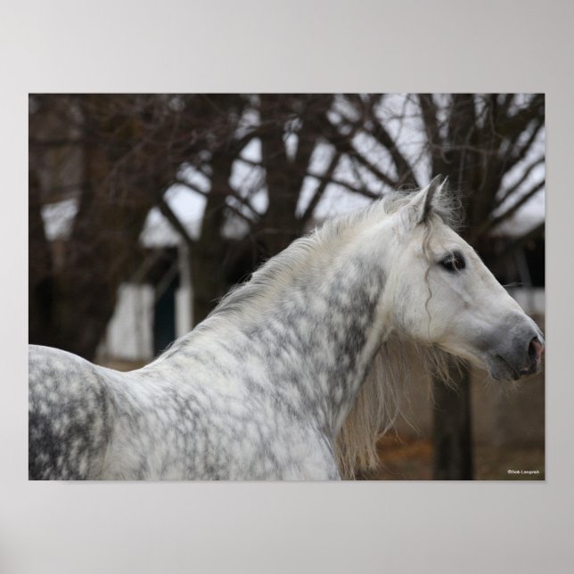 Affiche Capture d'écran Dappy Grey Andalucien Stallion (Devant)