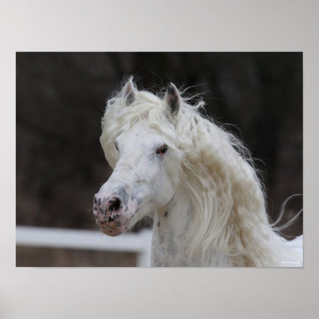 Affiche Capture d'écran de Bob Langrish Appaloosa Friesian (Devant)