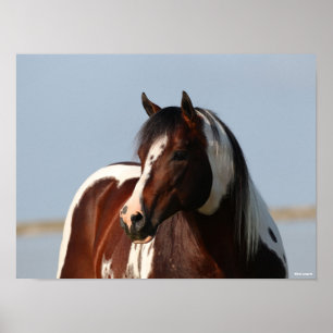 Affiche Capture d'écran de Bob Langrish Tobiano Paint Hors