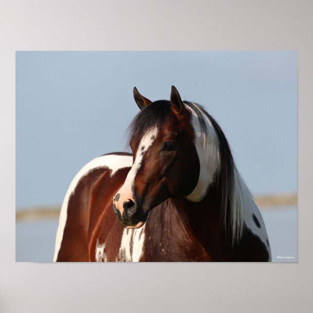 Affiche Capture d'écran de Bob Langrish Tobiano Paint Hors (Devant)