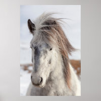 Capture d'écran du cheval islandais blanc