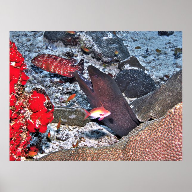 Affiche Capture d'écran du récif des Maldives (Devant)