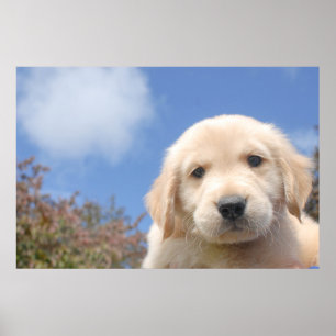 Affiche Capture d'écran d'un joli chiot de récupérateur d'