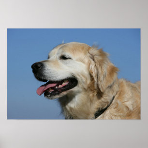 Affiche Capture d'écran Golden Retriever 4