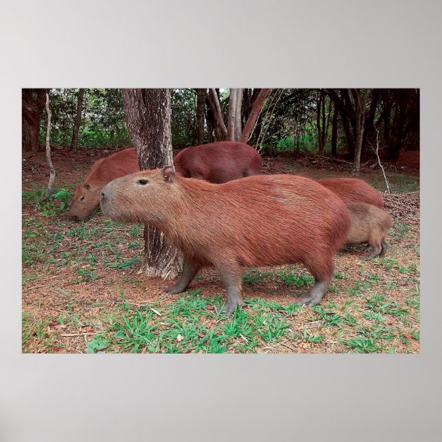 Affiche Capybara (Devant)