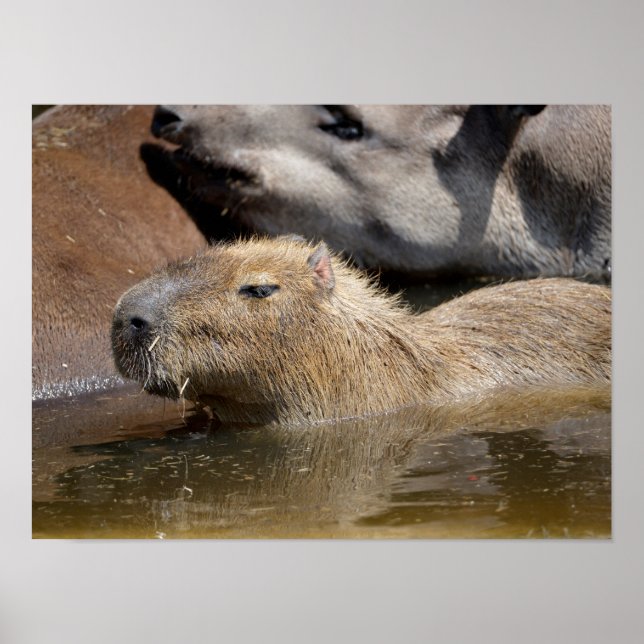 Affiche Capybara dans l'eau (Devant)