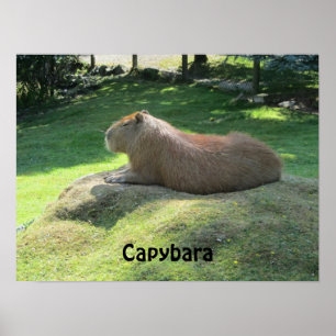 Affiche Capybara - Gros Rongeur