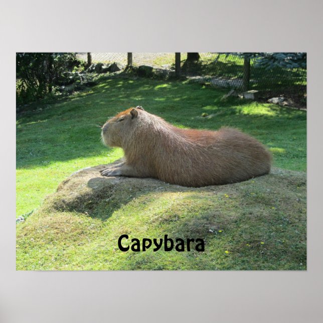 Affiche Capybara - Gros rongeur (Devant)