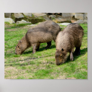 Affiche Capybara hydrochaeris
