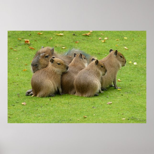 Affiche Capybaras (Devant)