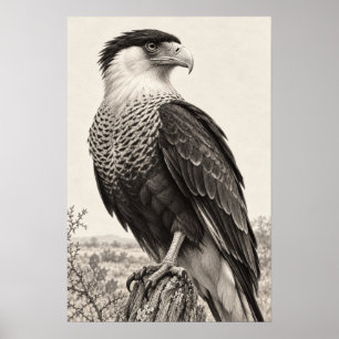 Affiche Caracara huppé au Graphite du Sud du Texas