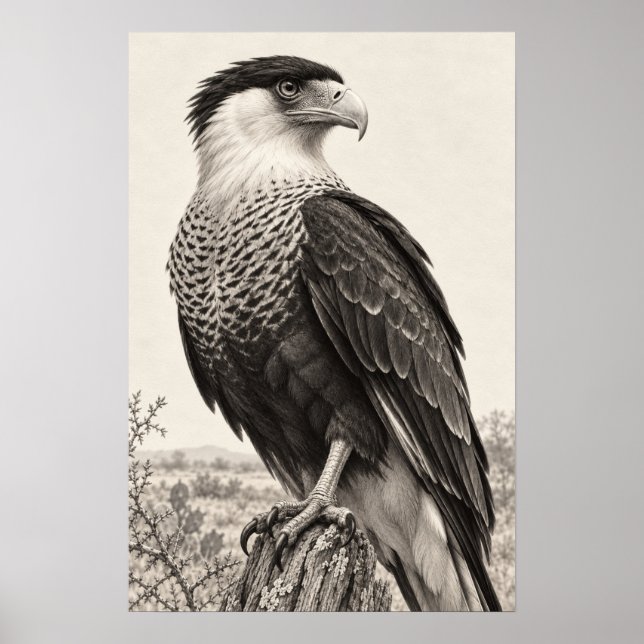 Affiche Caracara huppé au Graphite du Sud du Texas (Devant)