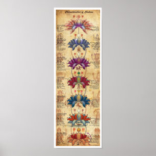 Affiche Caractéristiques des chakras - Style contrastif