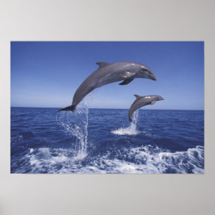 Affiche Caraïbes, dauphins à gros nez