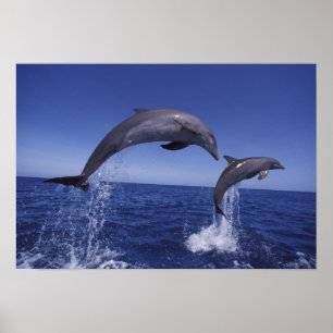 Affiche Caraïbes, dauphins à gros nez