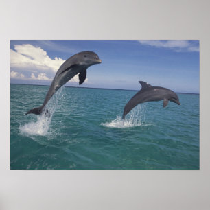 Affiche Caraibes, dauphins de Bottlenose Tursiops 13