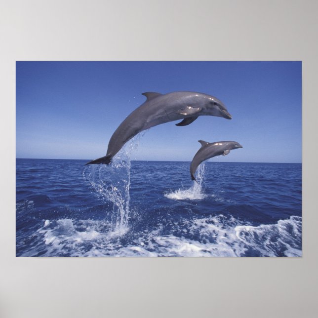 Affiche Caraïbes, dauphins de Bottlenose Tursiops 3 (Devant)