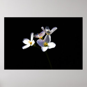 Affiche Cardamine Pratensis Fleurs wapcna
