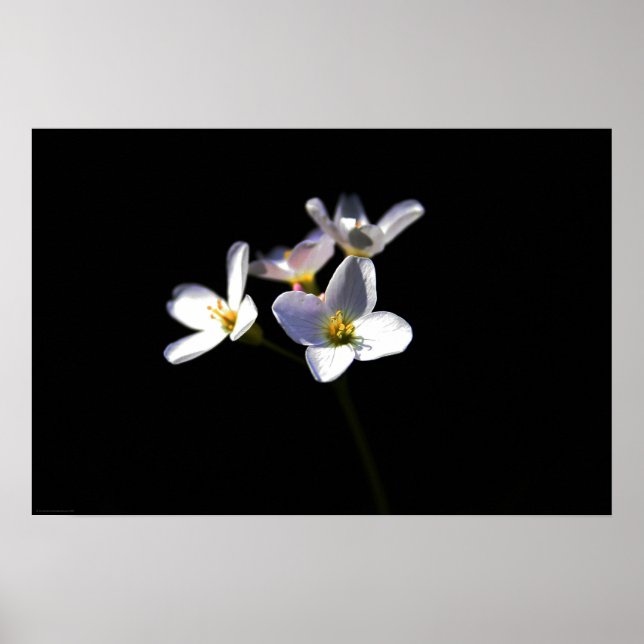 Affiche Cardamine Pratensis Fleurs wapcna (Devant)