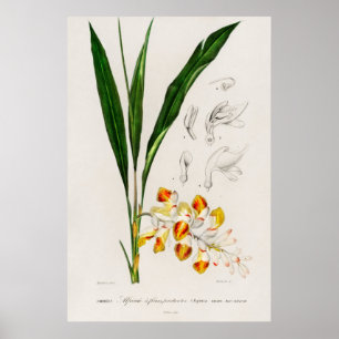 Affiche Cardamome nain (Nutans d'Alpinie)