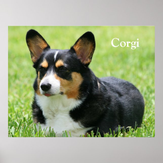 Affiche Cardigan Welsh Corgi (Devant)