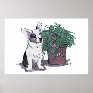 Affiche Cardigan Welsh Corgi Imprimer ~ Blue Merle
