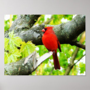 Affiche Cardinal