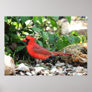 Affiche Cardinal