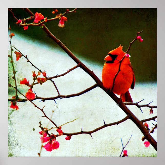 Affiche Cardinal (Devant)