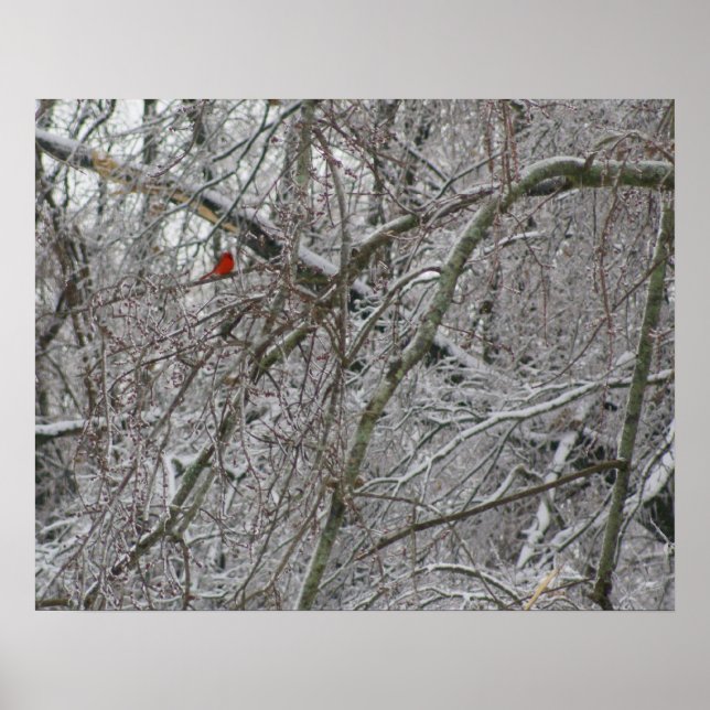 Affiche Cardinal (Devant)
