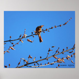 Affiche Cardinal