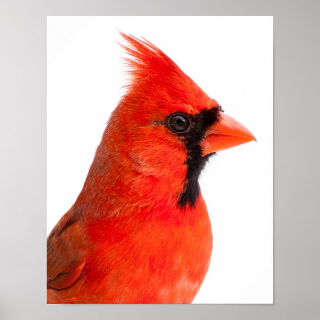 Affiche Cardinal (Devant)