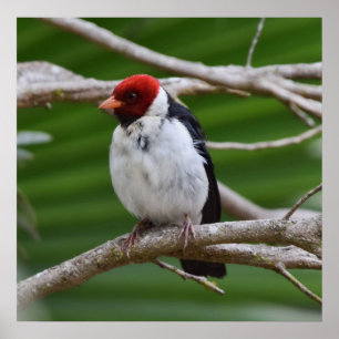 Affiche Cardinal à bec jaune dans un arbre
