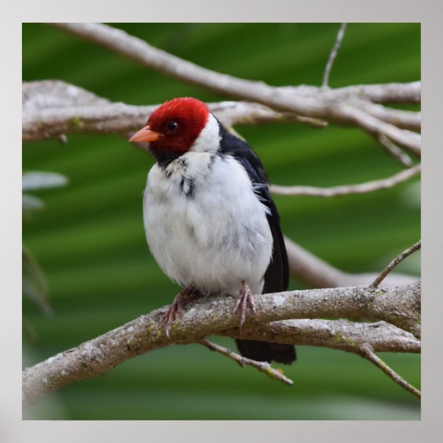 Affiche Cardinal à bec jaune dans un arbre (Devant)